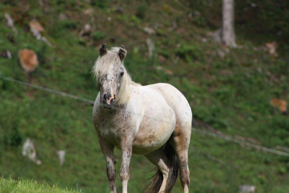 Hefenscherbauer Annaberg im Lammertal Εξωτερικό φωτογραφία